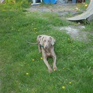 Meet your Posher, Peter